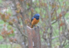 Phoenicurus frontalis