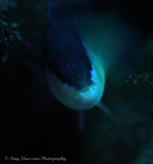 Pseudochromis perspicillatus