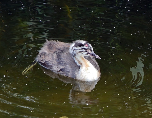 Grèbe huppé, jeune