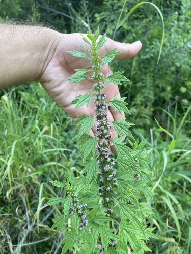 common motherwort