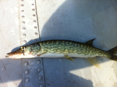 Esox niger