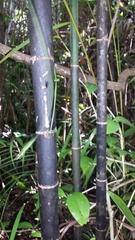Dypsis psammophila