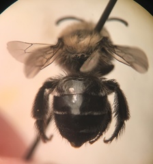 Colletes consors