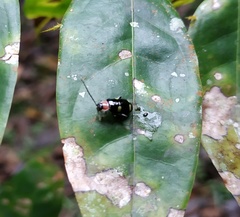 Omophoita boliviana