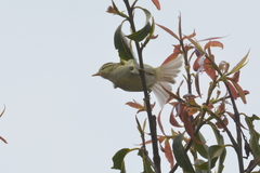 Phylloscopus chloronotus