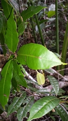 Nesogordonia crassipes