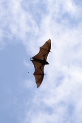 Pemba Flying Fox photo 5