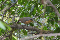 Pterorhinus albogularis