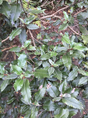 Olearia × macrodonta