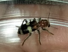 Enoclerus quadrisignatus