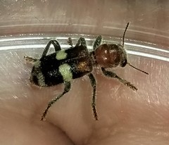 Enoclerus quadrisignatus