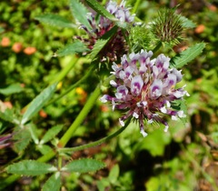Trifolium obtusiflorum