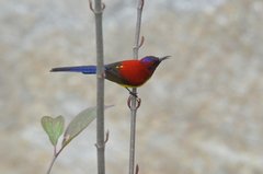 Aethopyga gouldiae
