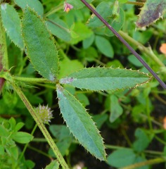 Trifolium obtusiflorum