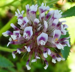Trifolium obtusiflorum