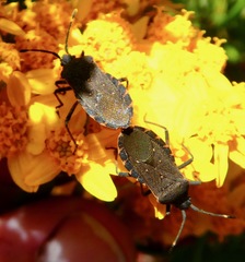 Catorhintha apicalis