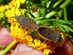 Catorhintha apicalis