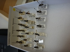 Polybia bifasciata