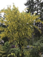 Laburnum × watereri