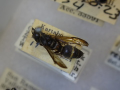 Polybia bifasciata