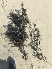 Carpophyllum maschalocarpum