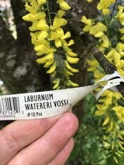 Laburnum × watereri