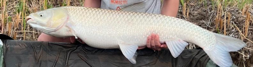 Grass Carp