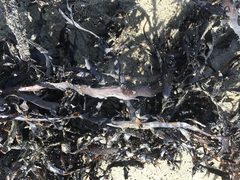 Carpophyllum maschalocarpum