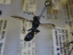 Polybia bifasciata