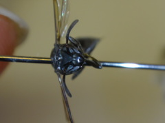 Polybia bifasciata