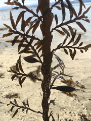 Carpophyllum maschalocarpum