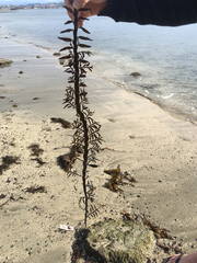 Carpophyllum maschalocarpum