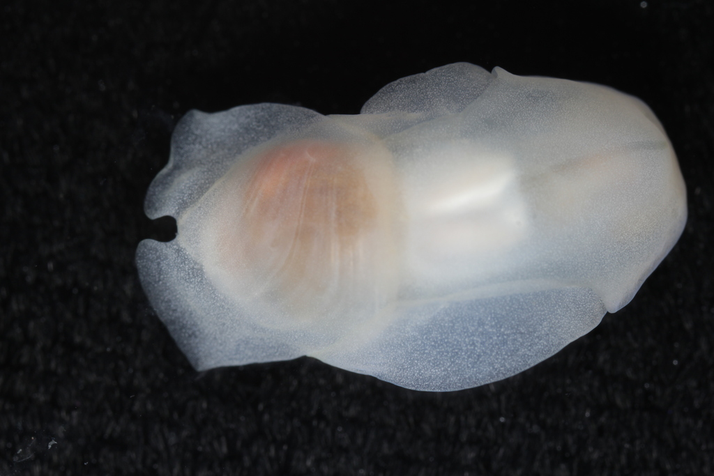 Philine scalpta