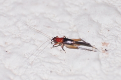 Homoeoxipha lycoides