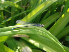 Paracercion calamorum