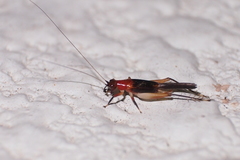 Homoeoxipha lycoides