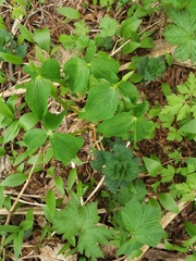 Trillium camschatcense