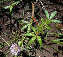 Trifolium obtusiflorum