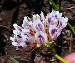 Trifolium obtusiflorum