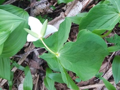 Trillium camschatcense