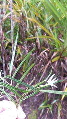 Angraecum filicornu image