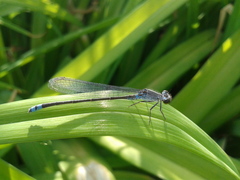 Paracercion calamorum