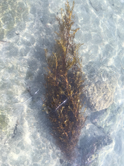 Carpophyllum plumosum