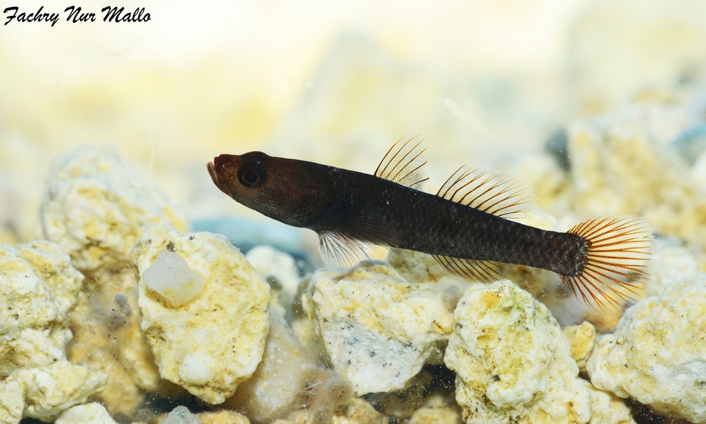 Black Towuti Goby