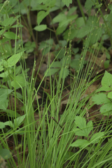 Carex eburnea