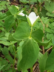 Trillium camschatcense