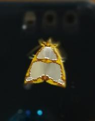 Titulcia confictella