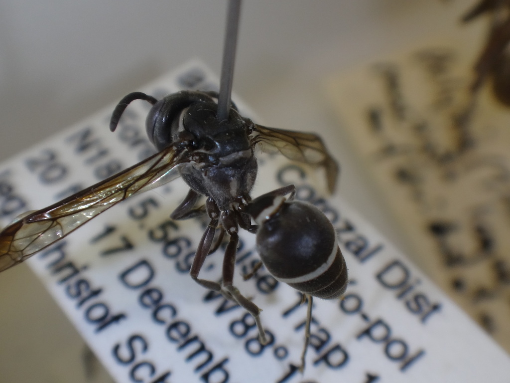 Polybia nigrina