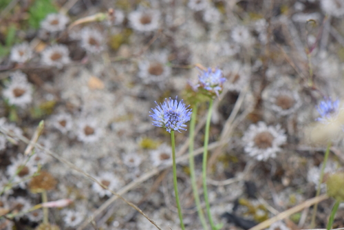 Jasione maritima (Jasione maritima)
