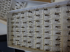 Polybia occidentalis nigratella